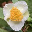 Camellia species - tea group